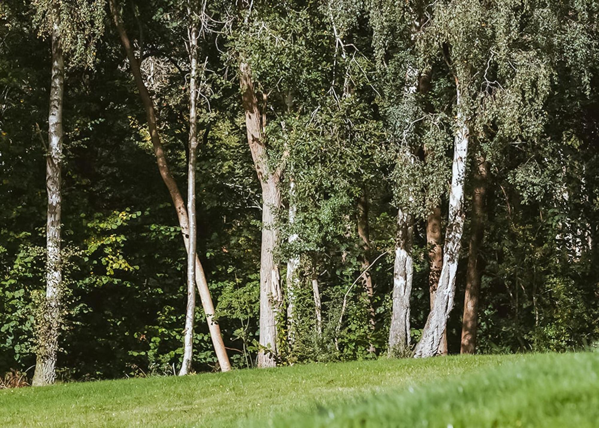 Nant-Y-Coed Lodges Mochdre  المظهر الخارجي الصورة